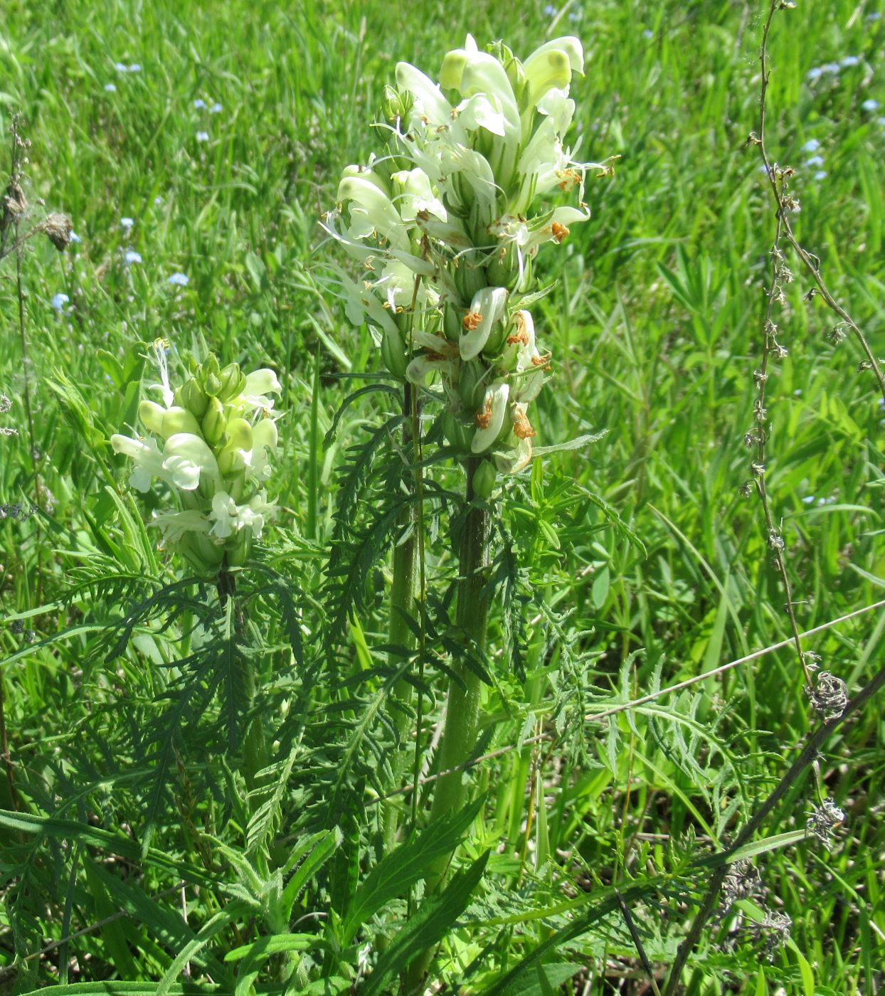 Image of Pedicularis sibirica specimen.