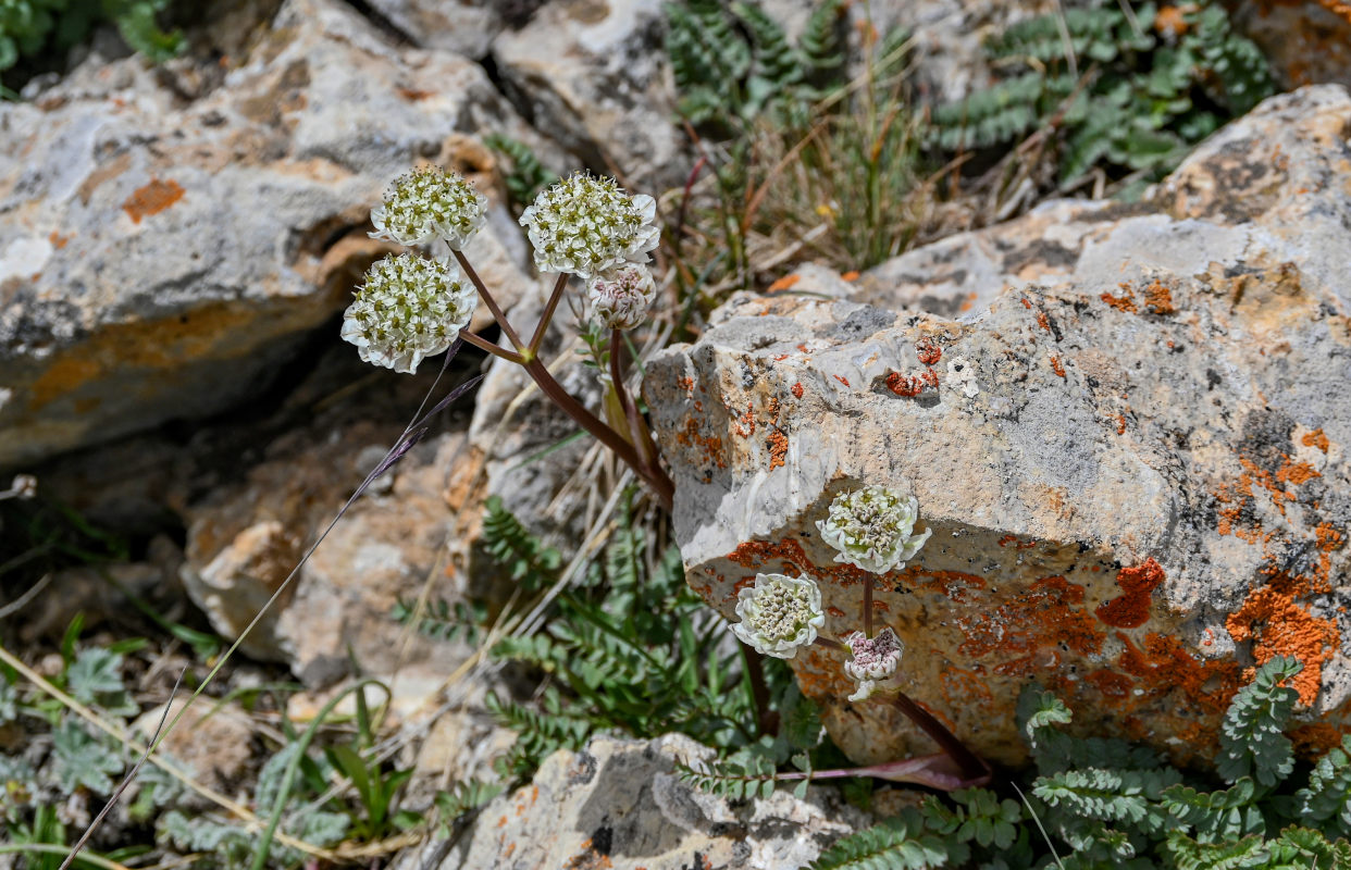Image of Hymenolaena pimpinellifolia specimen.