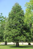 Sequoiadendron giganteum. Вегетирующее растение. Краснодарский край, г. Краснодар, парк Краснодар, в культуре. 8 июня 2023 г.