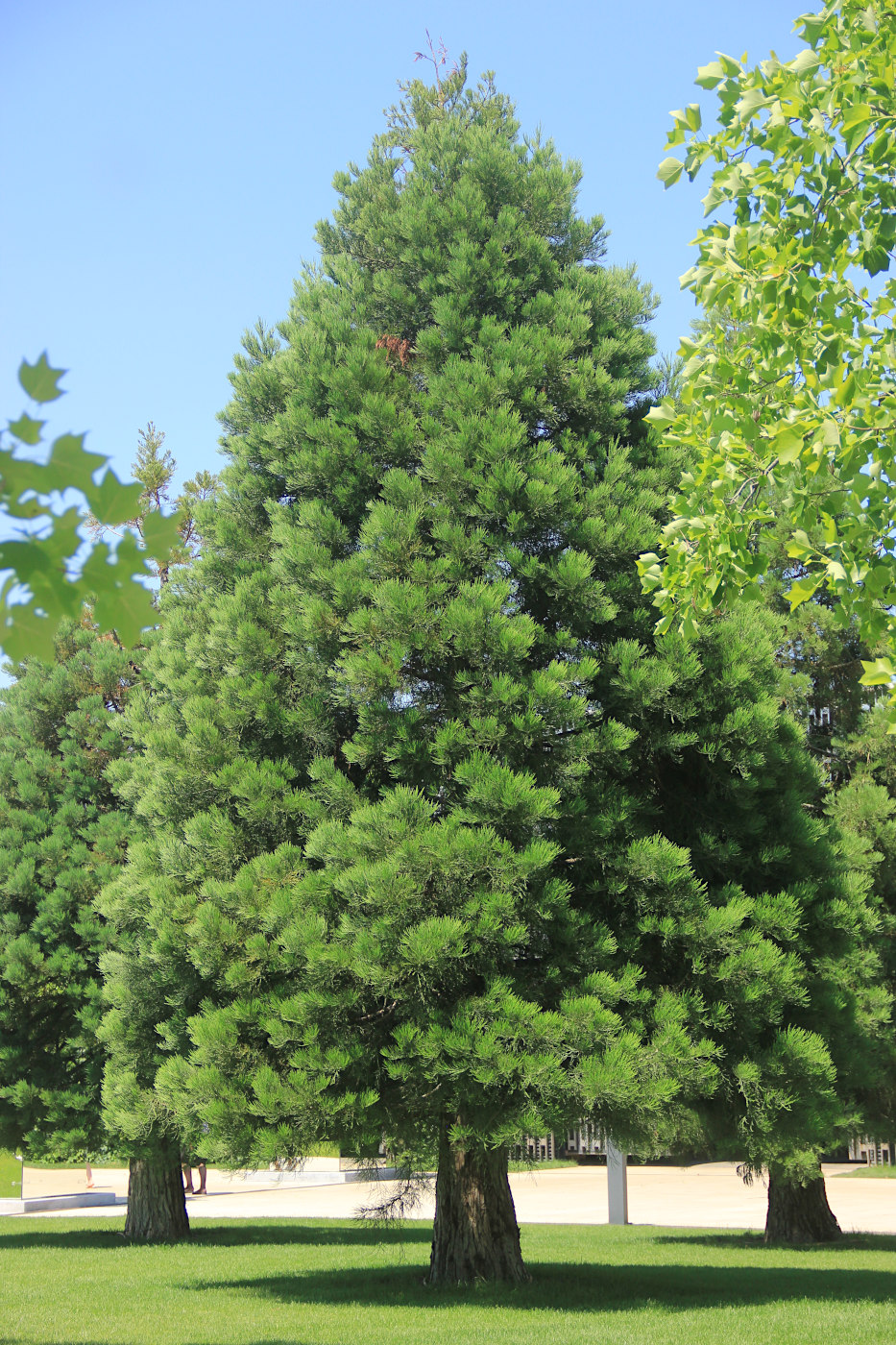 Image of Sequoiadendron giganteum specimen.