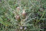 Cirsium rhizocephalum. Верхушка цветущего растения. Чечня, Шаройский р-н, западный склон пер. Цумандинский, выс. ок. 2150 м н.у.м., луг. 23 августа 2023 г.