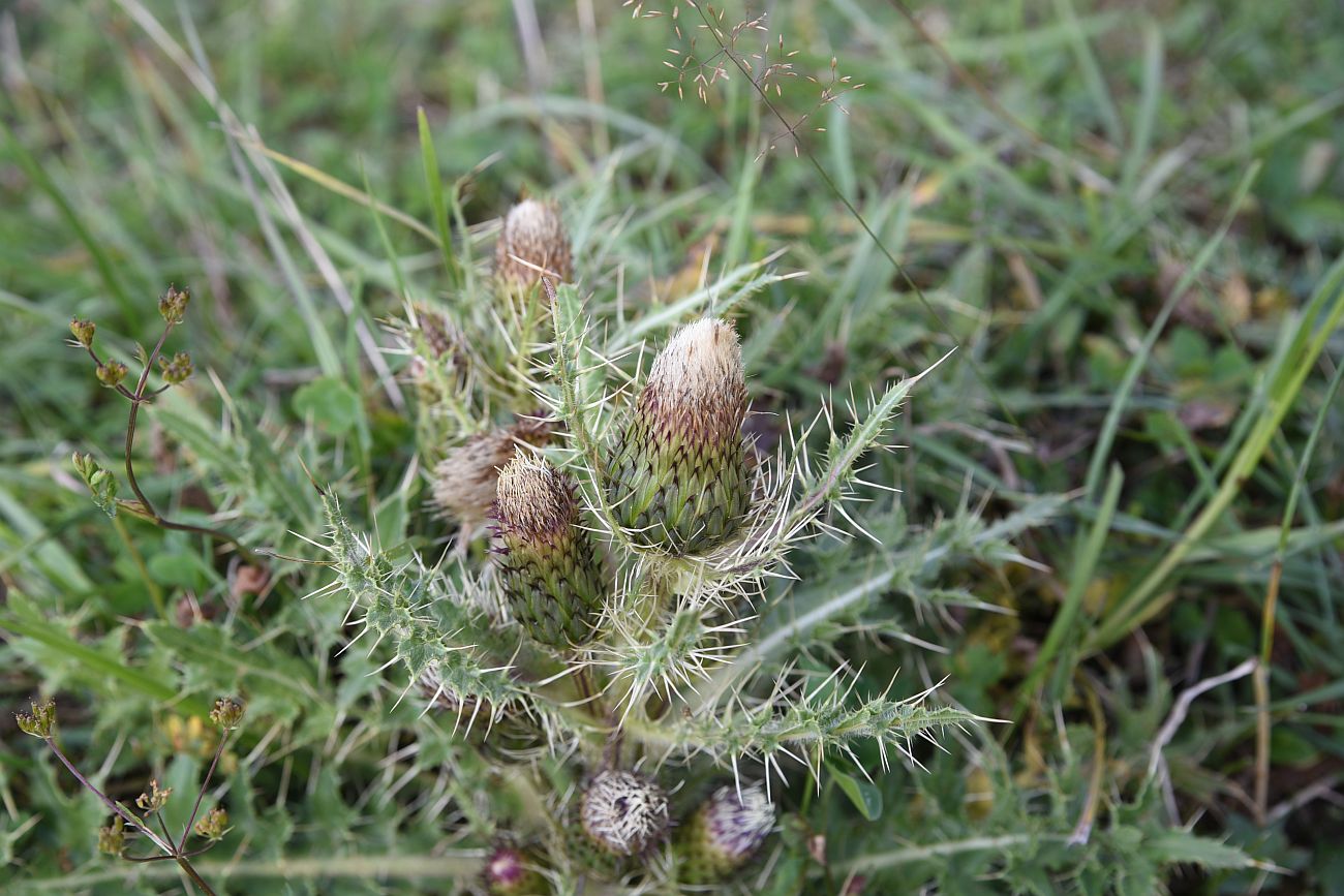 Изображение особи Cirsium rhizocephalum.