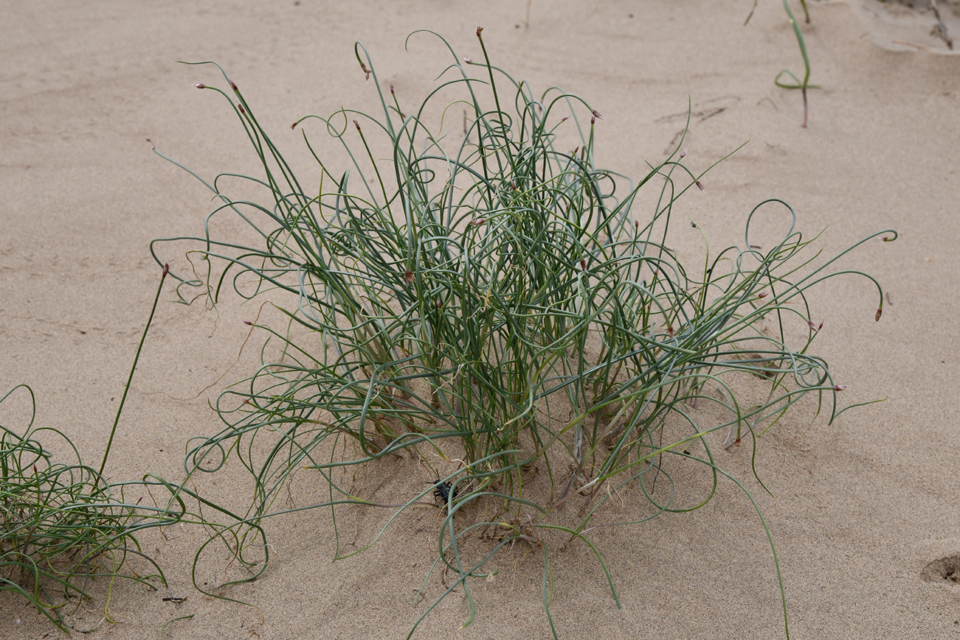Image of Allium tschulaktavicum specimen.