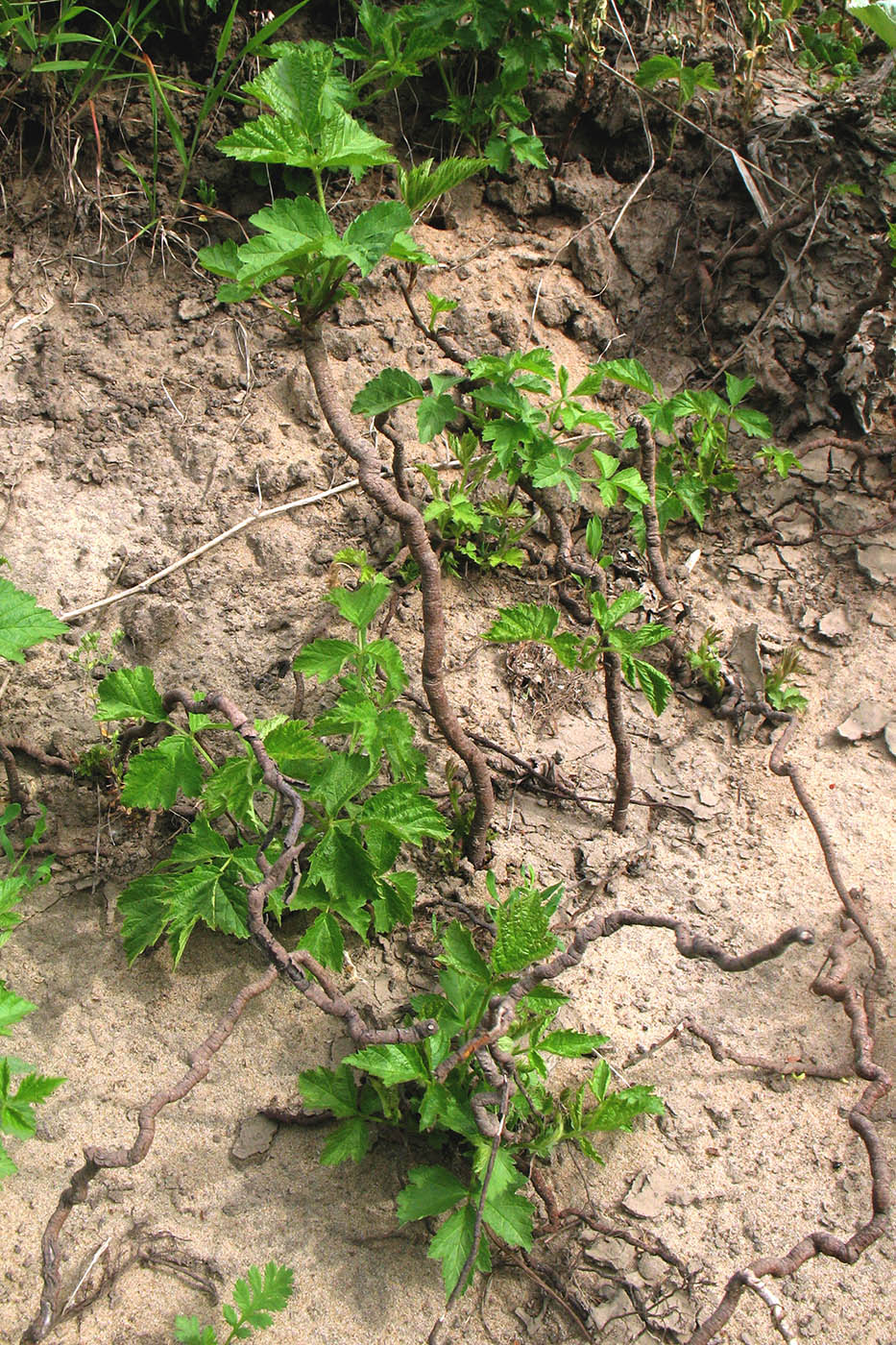Image of Rubus caesius specimen.