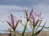 Iris songarica