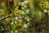 Rhinanthus aestivalis. Середина побега цветущего и плодоносящего растения с плодами. Московская обл., Раменский р-н, окр. ж.-д. платформы Хрипань, просека под ЛЭП, разнотравье. 01.07.2024.