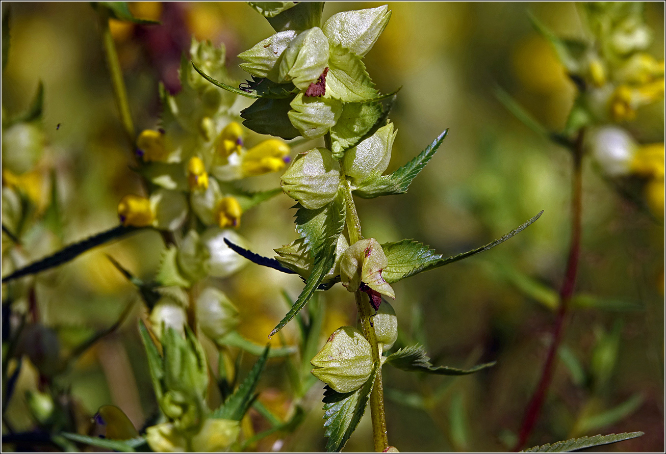 Изображение особи Rhinanthus aestivalis.