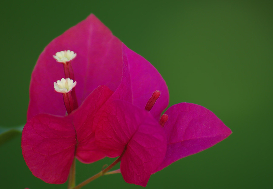 Изображение особи род Bougainvillea.