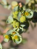 Euphorbia paralias