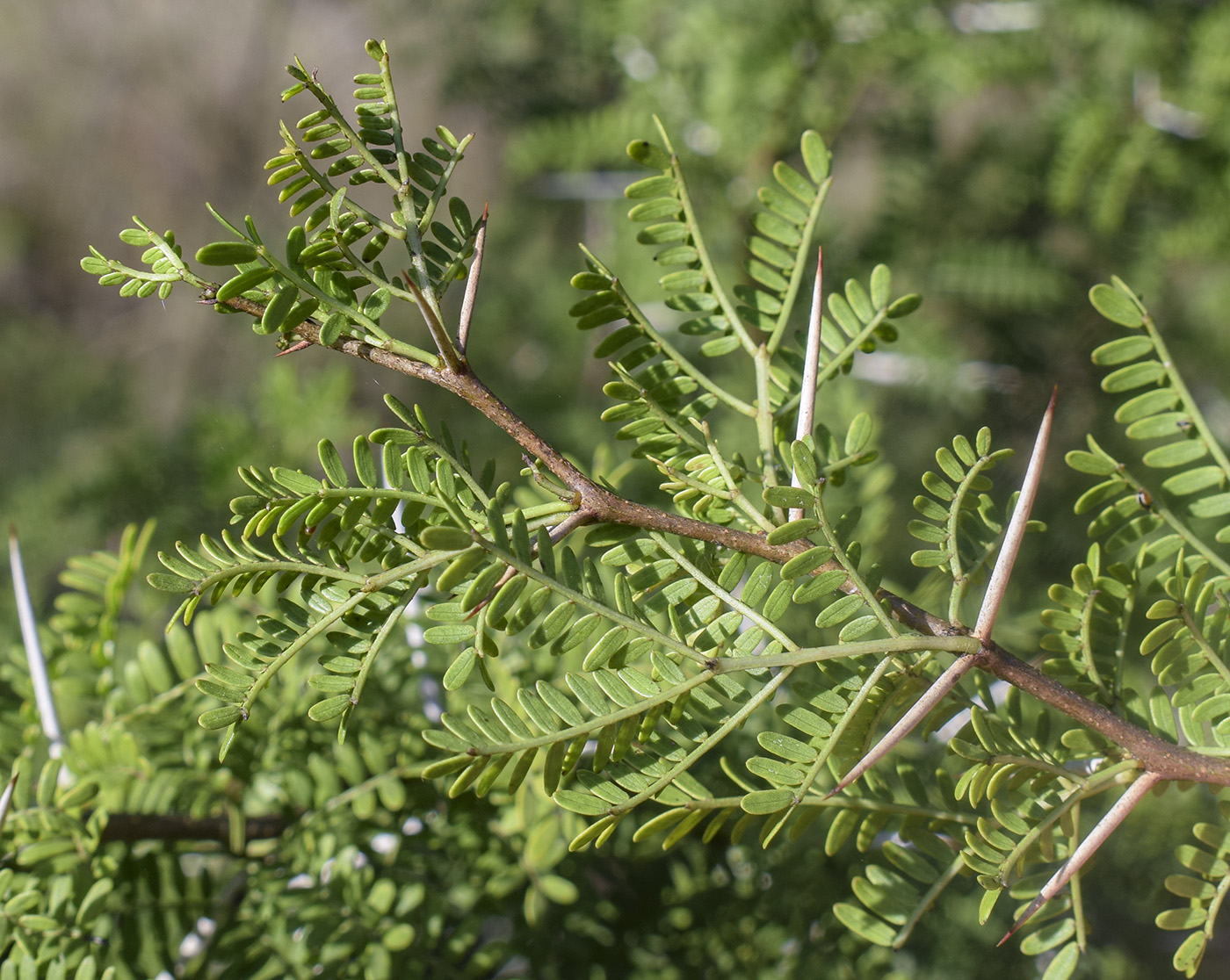 Image of Vachellia karroo specimen.