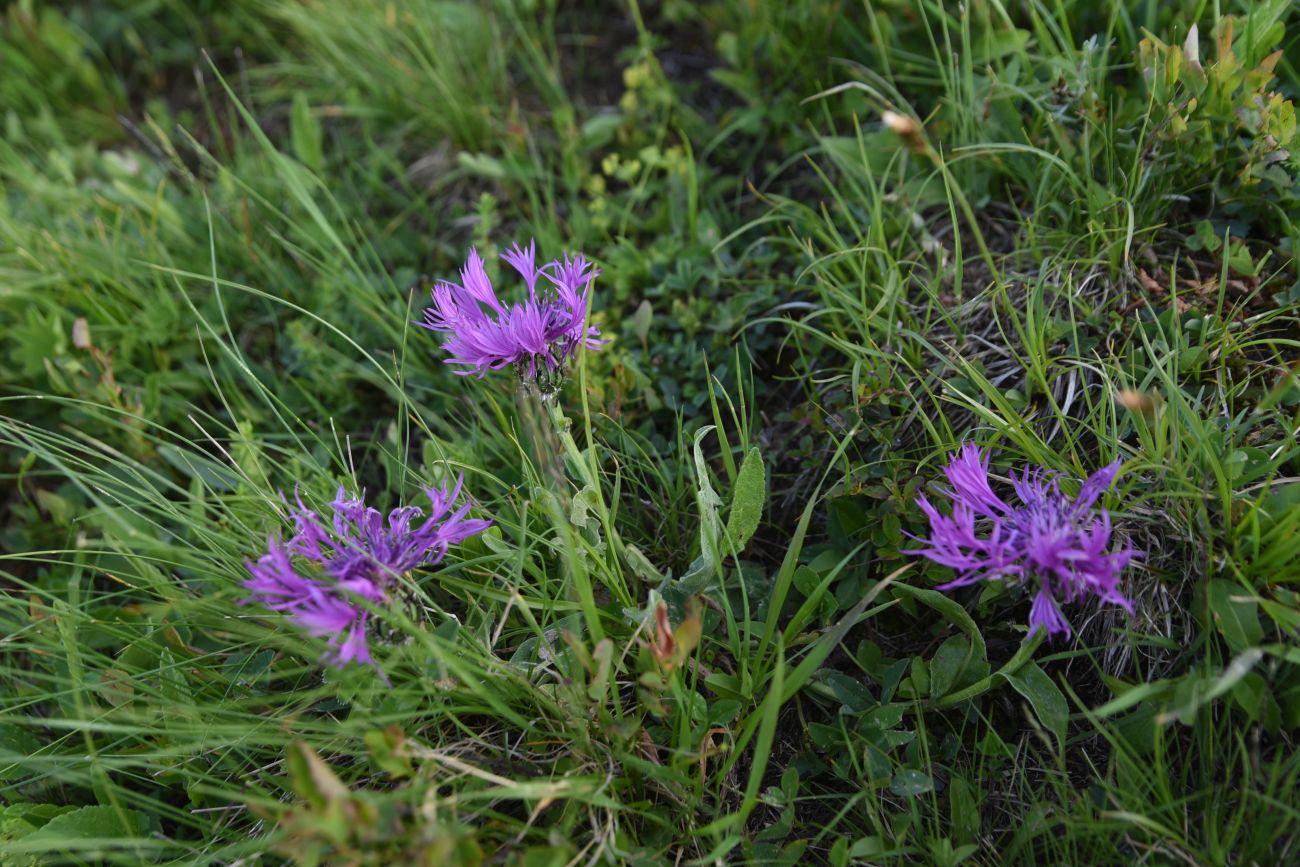 Изображение особи Centaurea willdenowii.