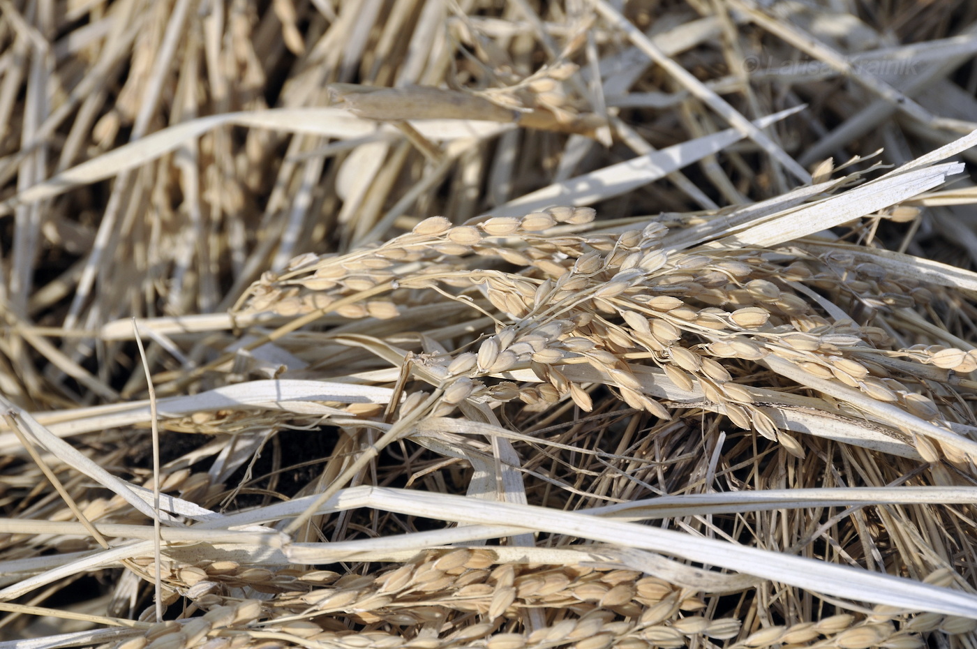 Image of Oryza sativa specimen.