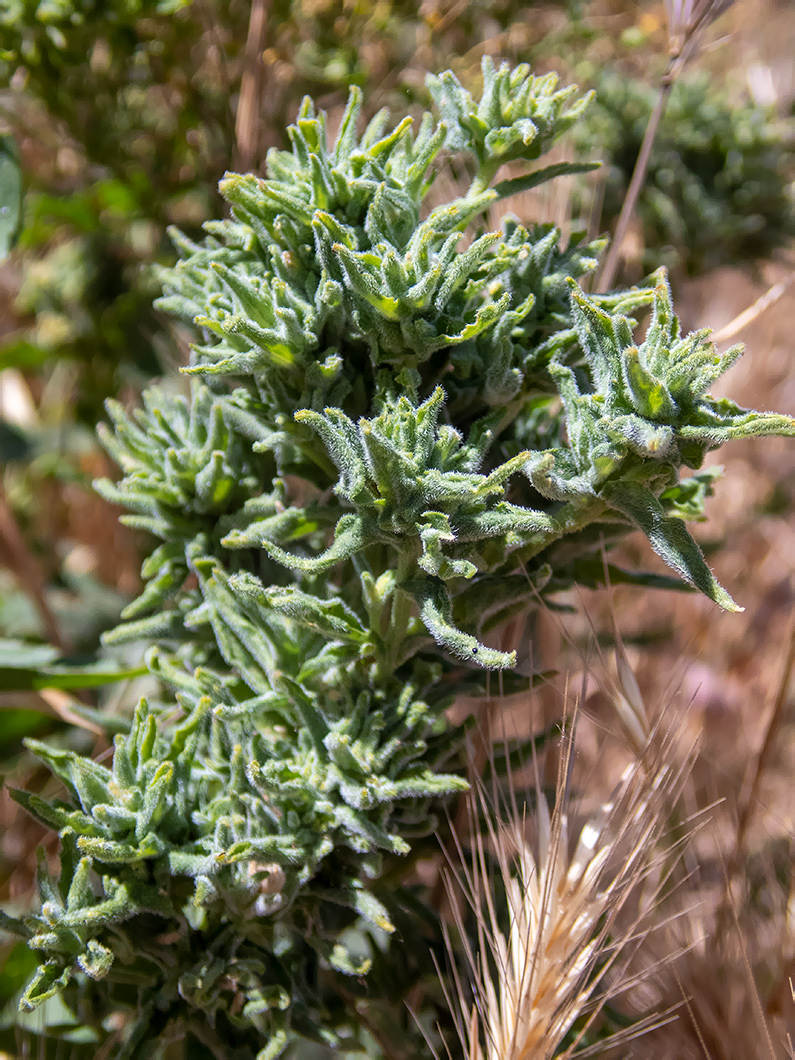 Image of Cardaria draba specimen.