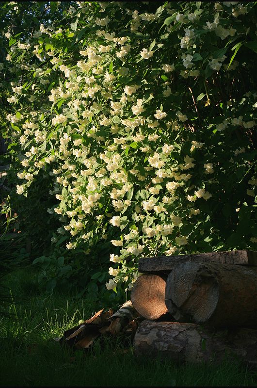 Изображение особи Philadelphus coronarius.