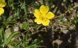 Potentilla reptans