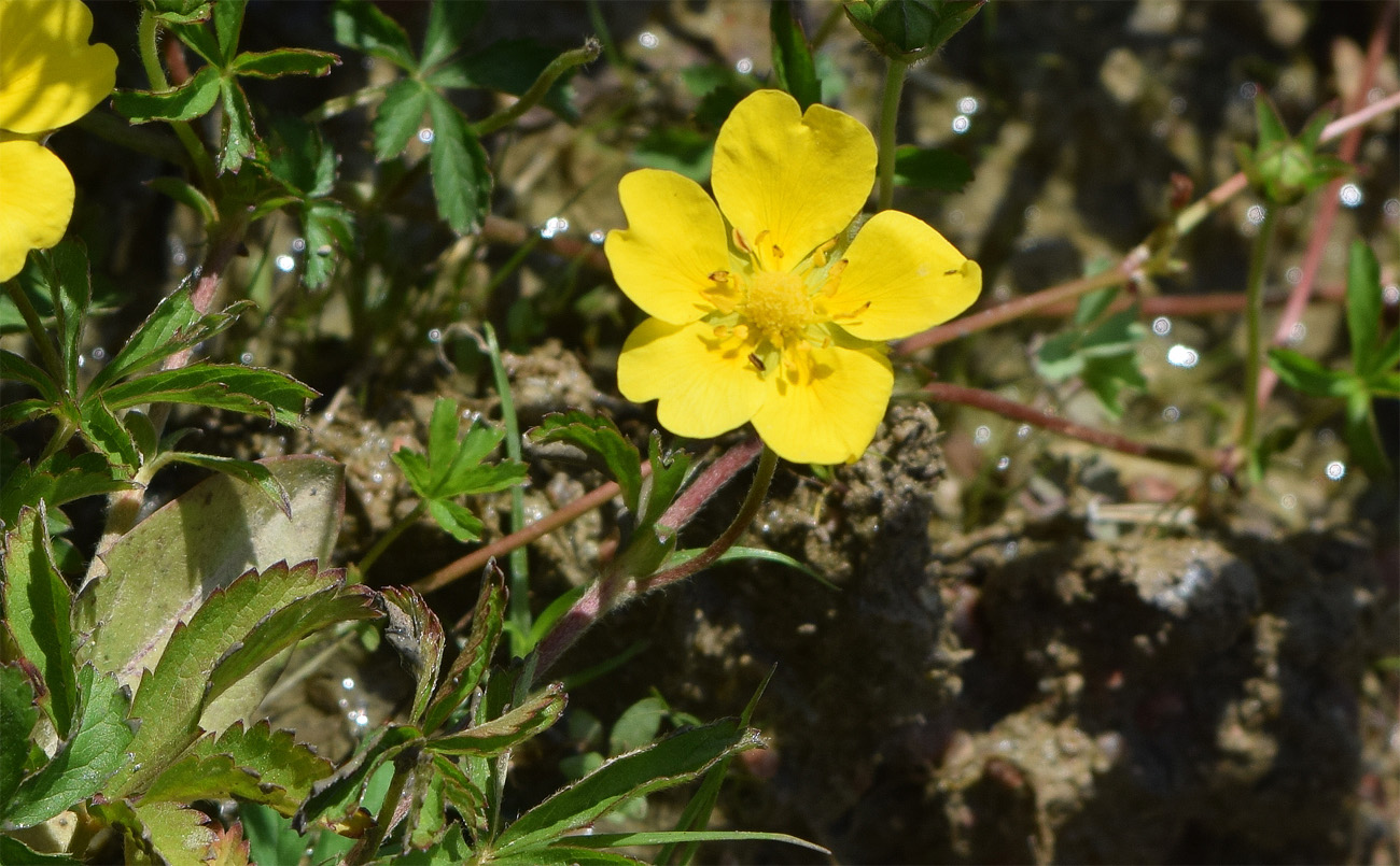 Image of Potentilla reptans specimen.