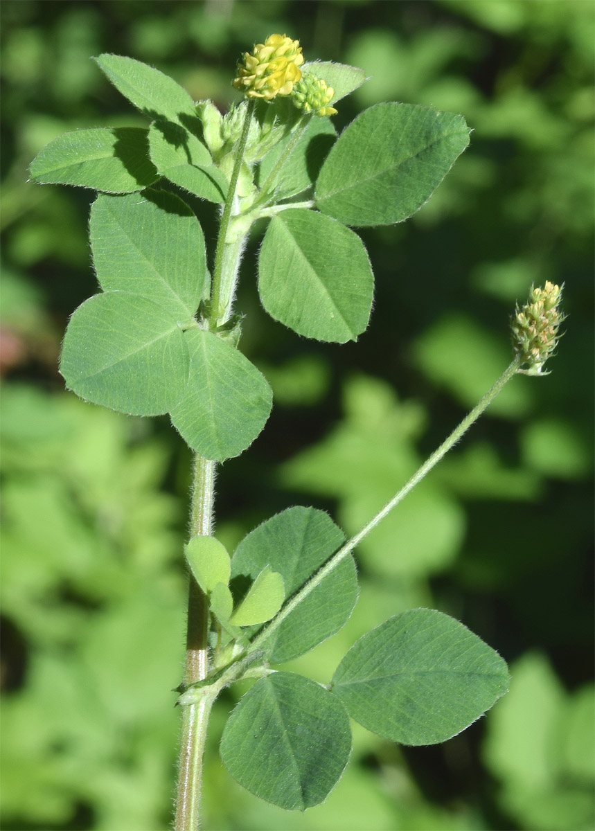 Image of Medicago lupulina specimen.
