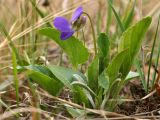 Viola ambigua