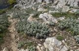 Marrubium vulgare