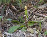 genus Taraxacum