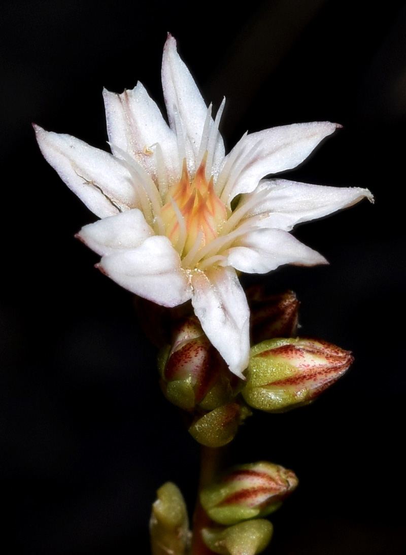 Image of Rosularia alpestris specimen.