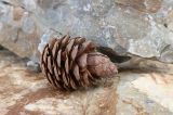 Pinus pityusa. Раскрывшаяся шишка с семенами. Краснодарский край, м/о г. Геленджик, окр. села Прасковеевка, берег моря. 09.05.2025.