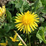 genus Taraxacum. Цветок. Хабаровский край, окр. г. Комсомольск-на-Амуре, обочина грунтовой дороги. 19.05.2025.