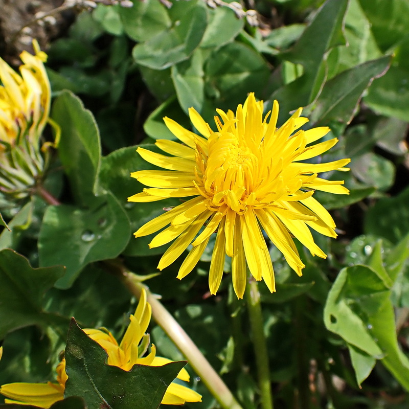 Image of Taraxacum sinicum specimen.