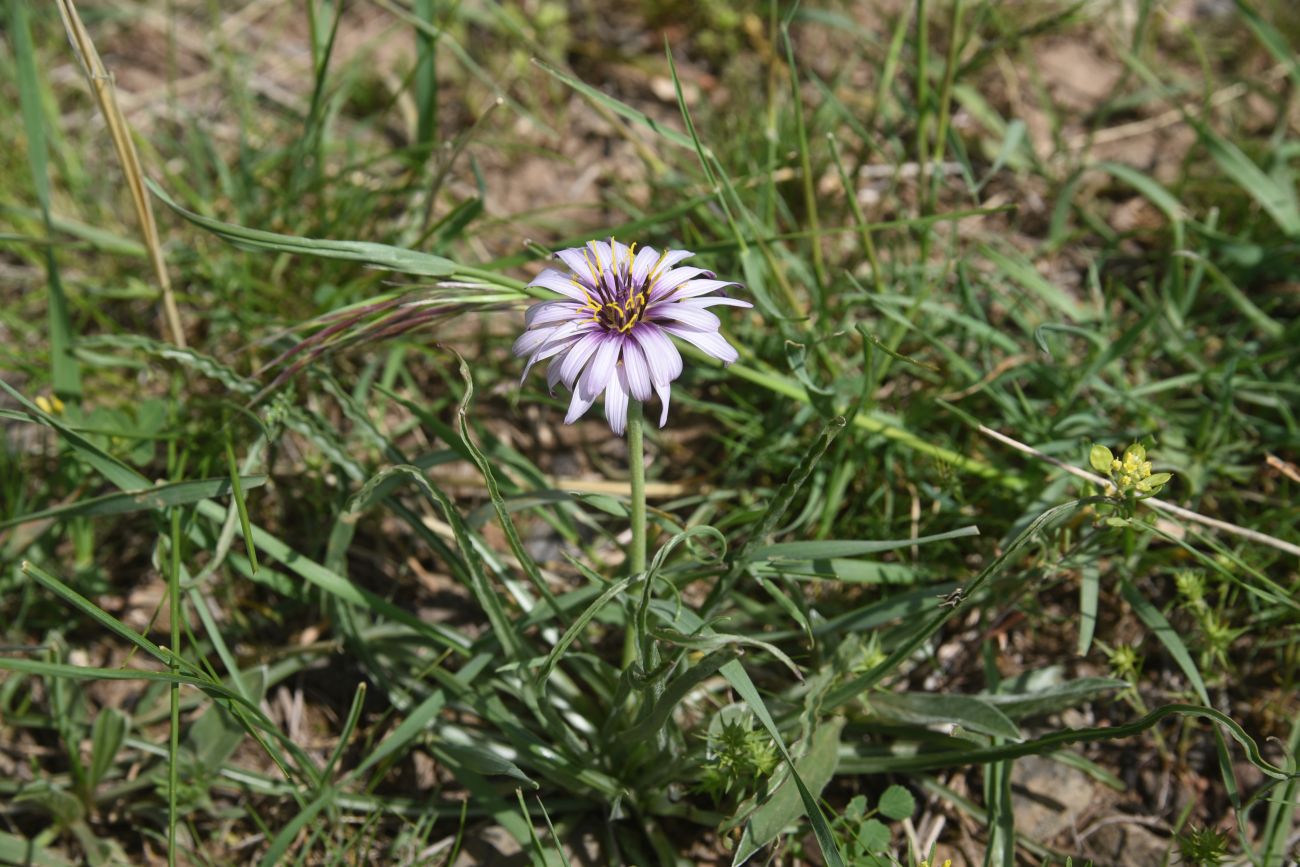 Image of genus Scorzonera specimen.