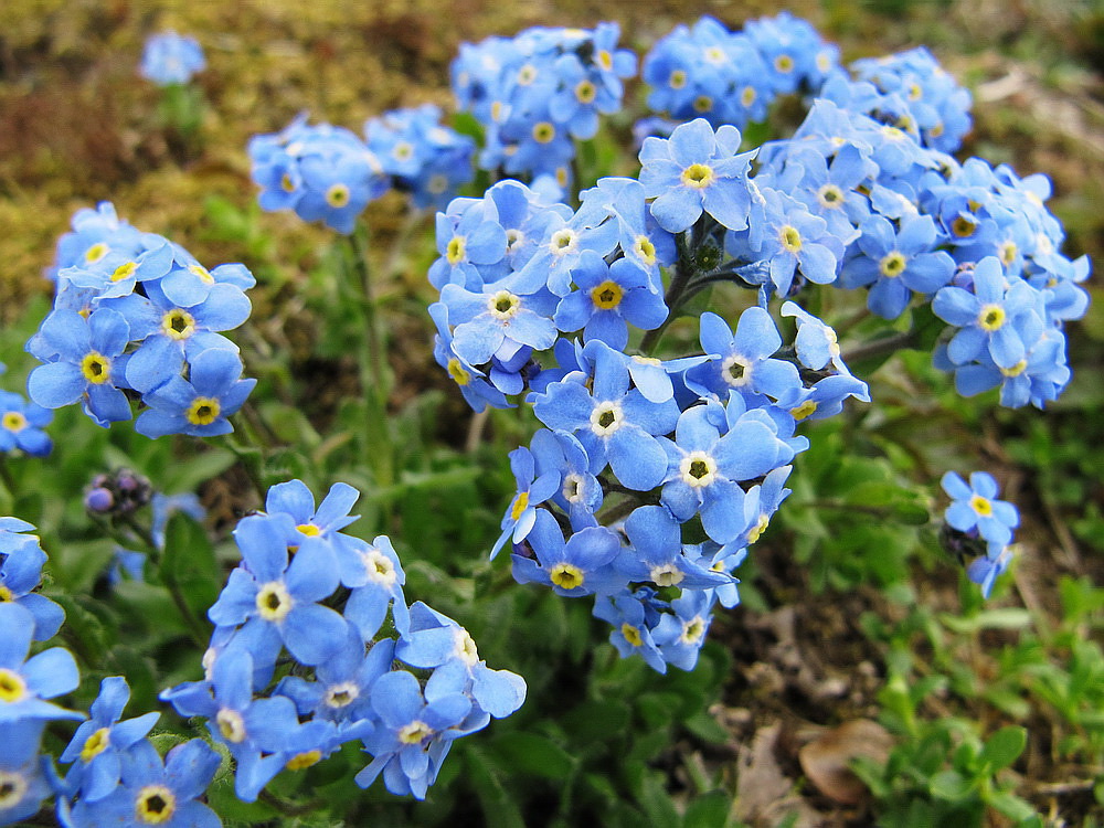 Изображение особи Eritrichium villosum.