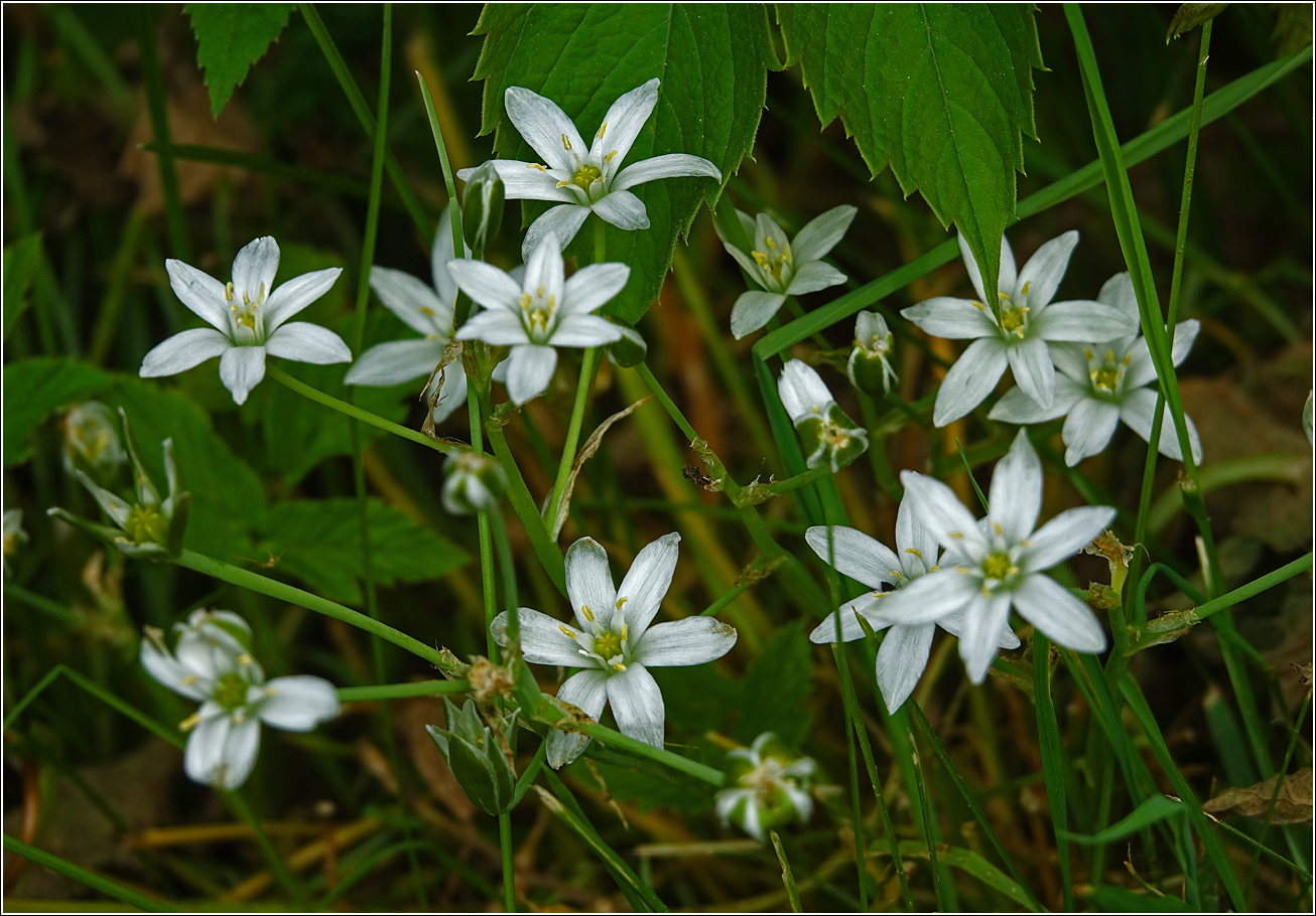 Image of genus Ornithogalum specimen.