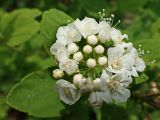Spiraea flexuosa