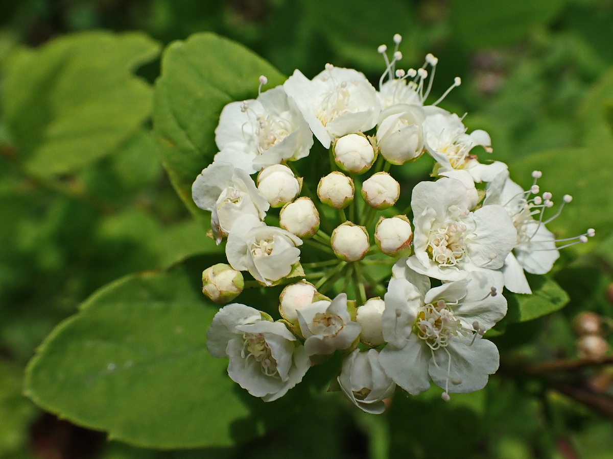 Изображение особи Spiraea flexuosa.