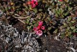 Loiseleuria procumbens