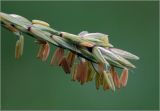Zea mays. Соцветие с мужскими цветками. Московская обл., Раменский р-н, окр. дер. Хрипань, садовый участок. 04.08.2025.