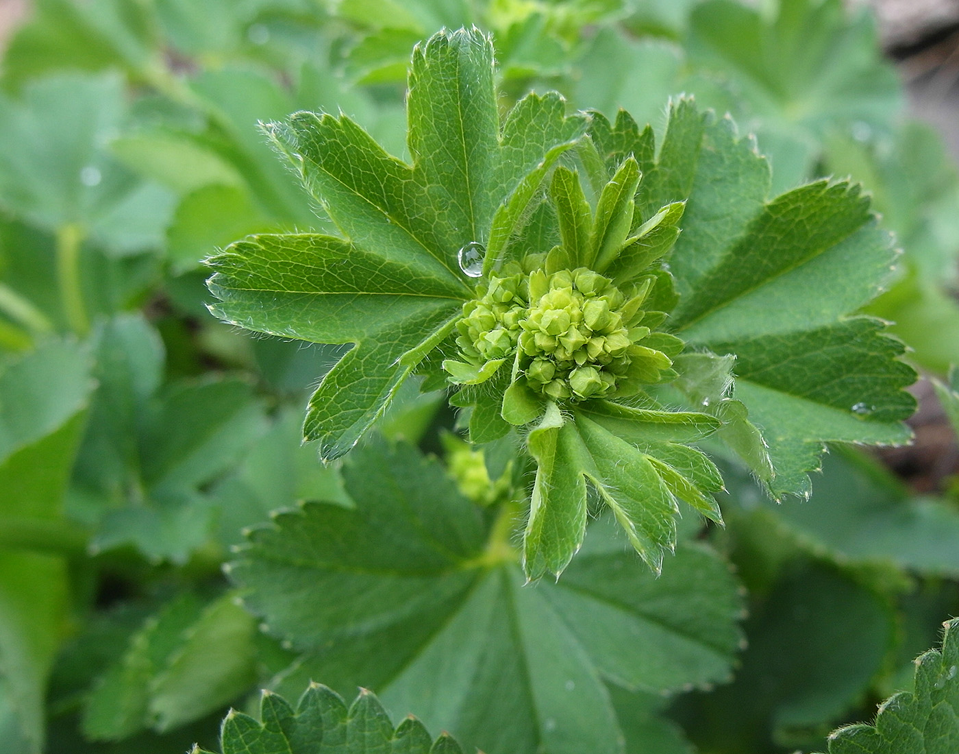 Image of genus Alchemilla specimen.