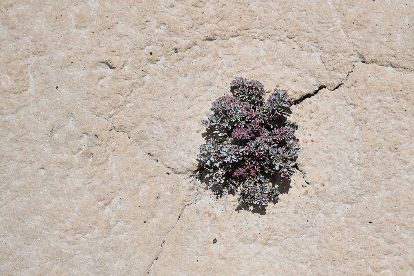 Image of Corydalis fimbrillifera specimen.