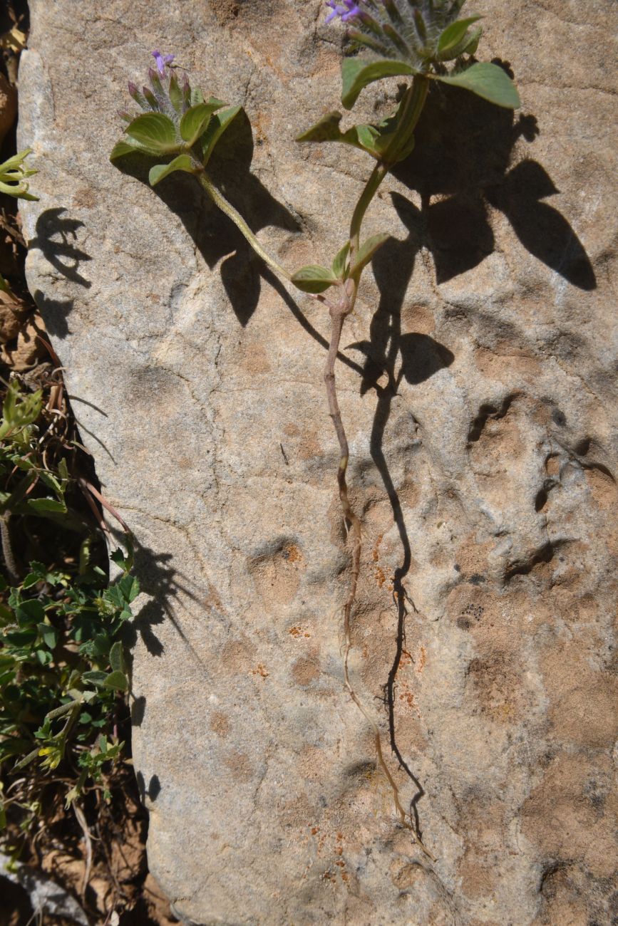 Image of Ziziphora capitata specimen.