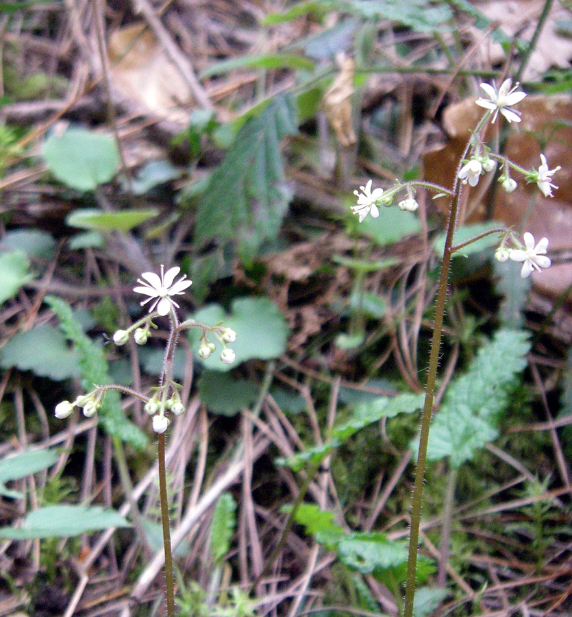 Image of Saxifraga hirsuta specimen.