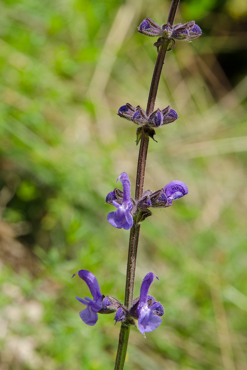 Image of Salvia stepposa specimen.