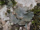 Dermatocarpon miniatum
