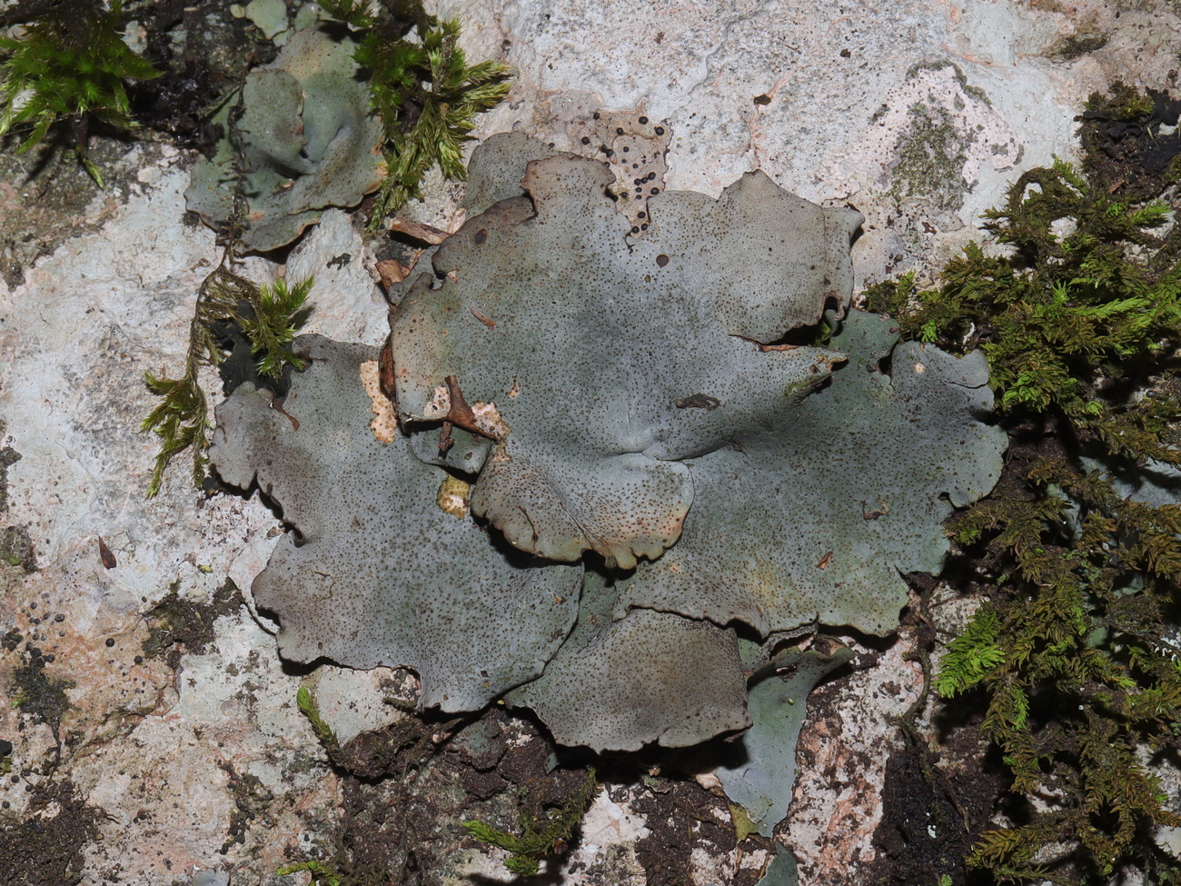 Image of Dermatocarpon miniatum specimen.