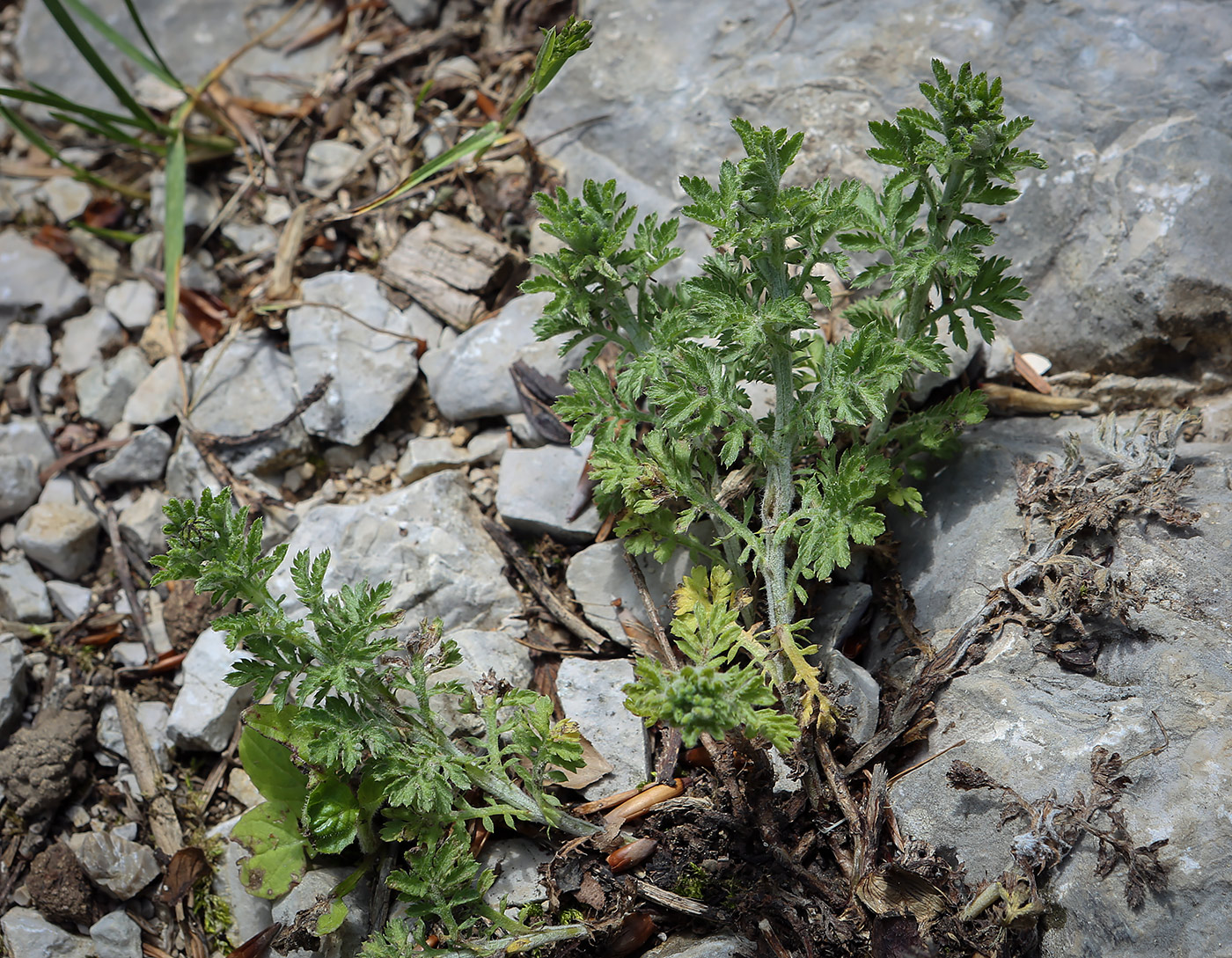 Изображение особи семейство Asteraceae.