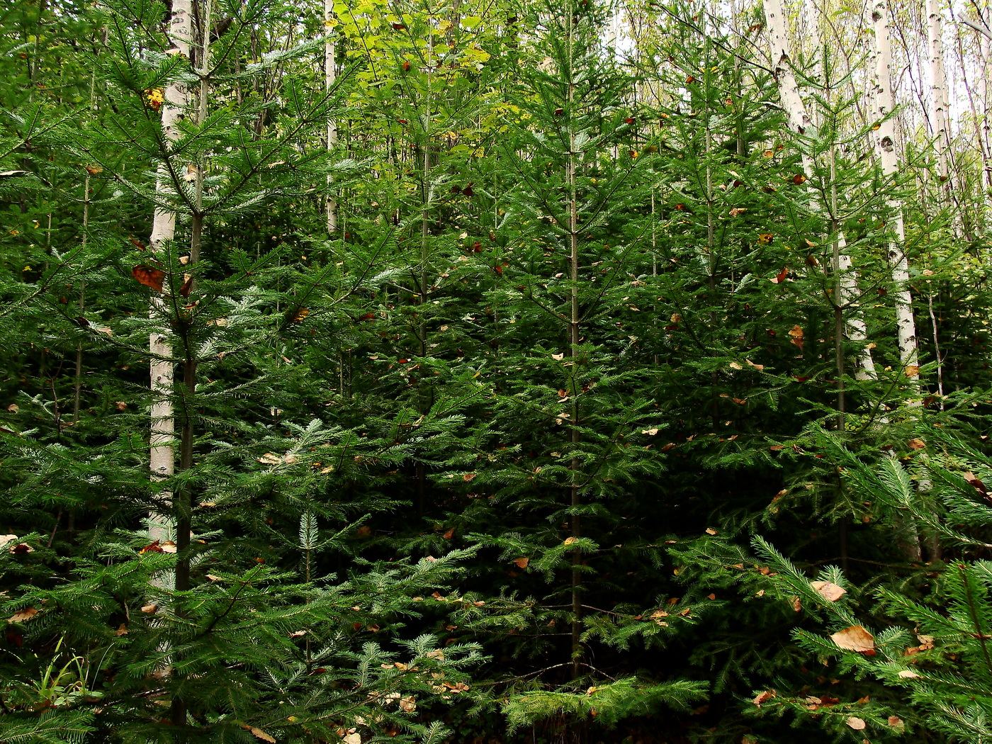 Изображение особи Abies nephrolepis.