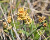 Ephedra distachya. Терминальная часть ветви, несущей микростробилы со спороносящими пыльниками. Ульяновская обл., Мелекесский р-н, окр. пос. Вишенка, дол. р. Бирля (высокий правый берег), ковыльно-разнотравная степь. 31.05.2024.