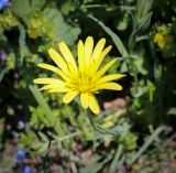 род Scorzonera. Соцветие. Абхазия, Гагрский р-н, 1800 м н.у.м., каменистый субальпийский луг. 12.06.2025.