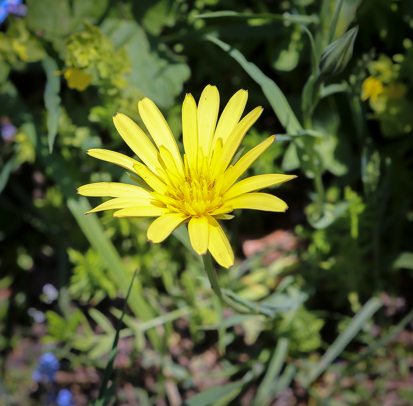 Изображение особи Tragopogon reticulatus.