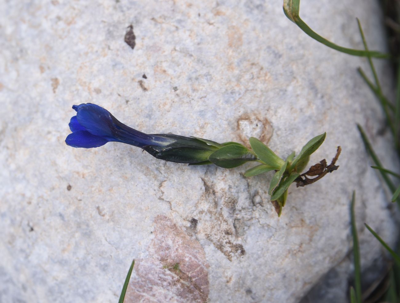 Изображение особи Gentiana pontica.