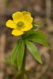 Ranunculus sulphureus