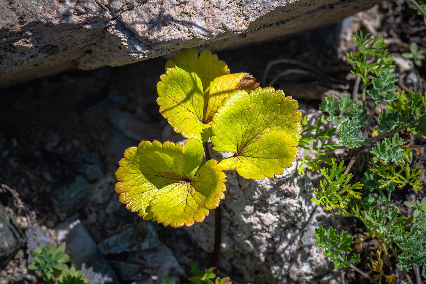 Image of Unknown species specimen.